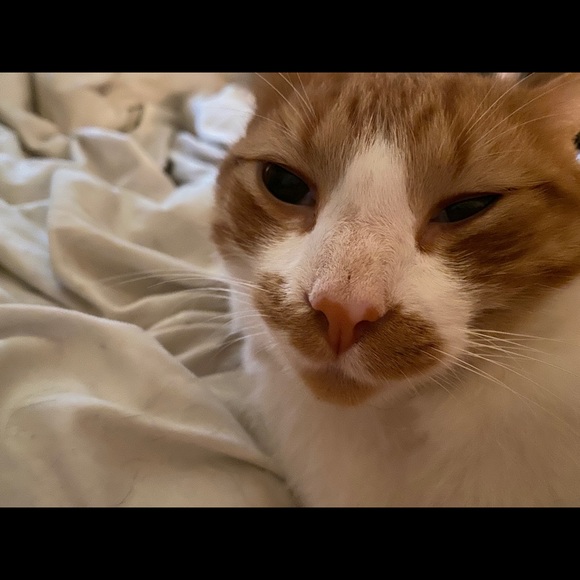 Meet your Posher, Susan - Picture 2 of 2